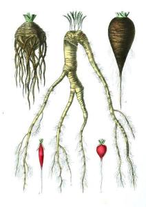 funky-root-veg-cr1.jpg